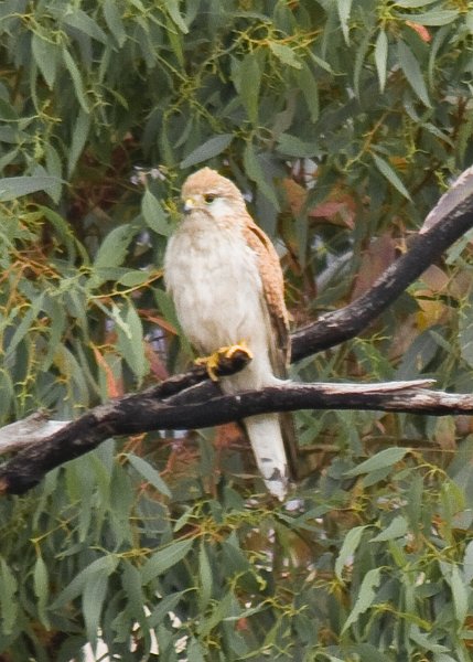 stromlo hawk 2.jpg